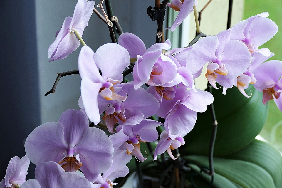 Engrais pour orchidée - Entretien Orchidée